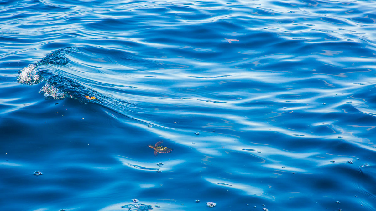 baby sea turtle swimming in the ocean
