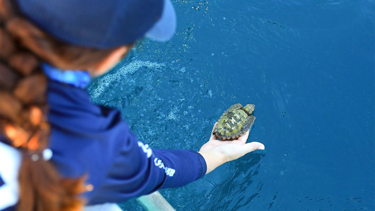 Hatchling release