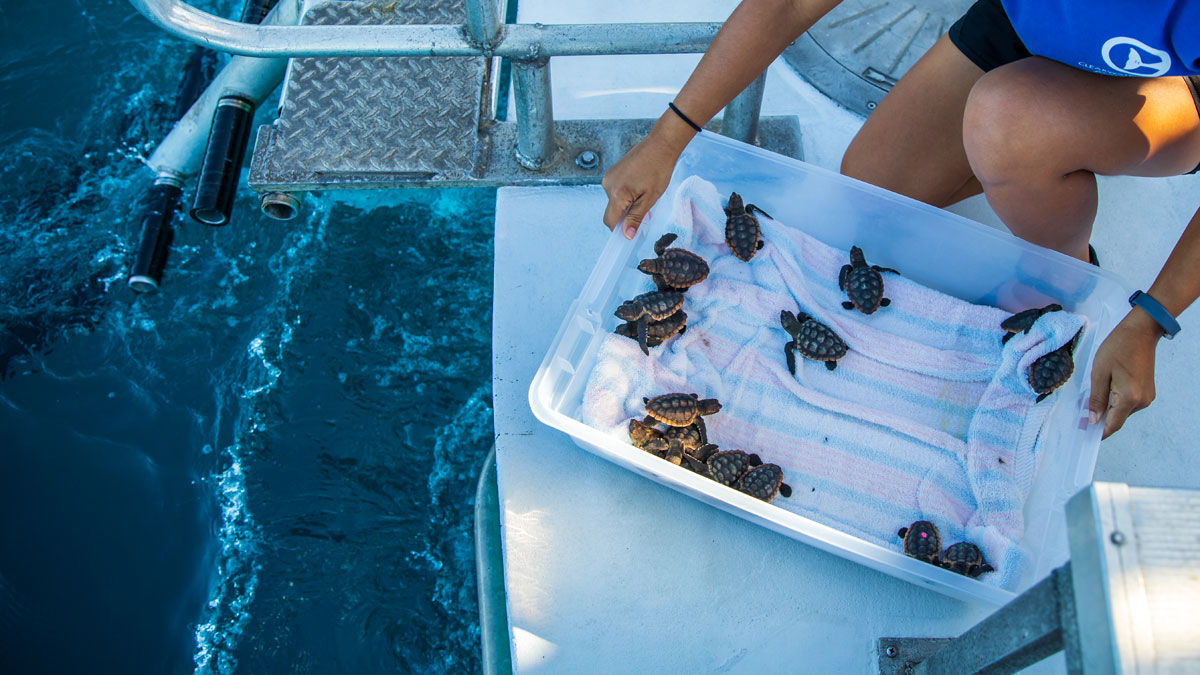 sea turtle hatchlings ready for release